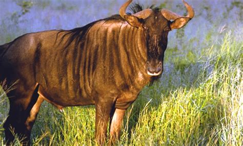 Wildebeest - Facts, Diet & Habitat Information