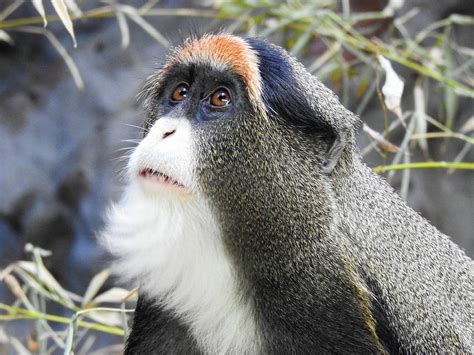 De Brazza's Monkey Looking Surprised Photograph by Lisa Crawford