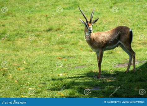 Grant`s Gazelle stock image. Image of gazelle, thomson - 173060399