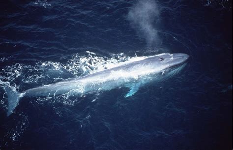 About - endangered blue whale