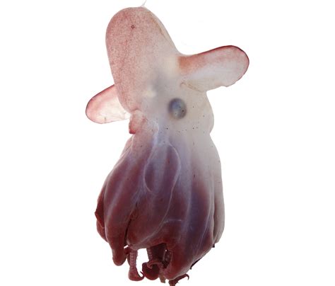 All hail 'Emperor Dumbo,' the newest species of deep-dwelling octopus ...