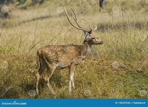 Adult Male Chital Deer with Antlers Stock Photo - Image of animals ...