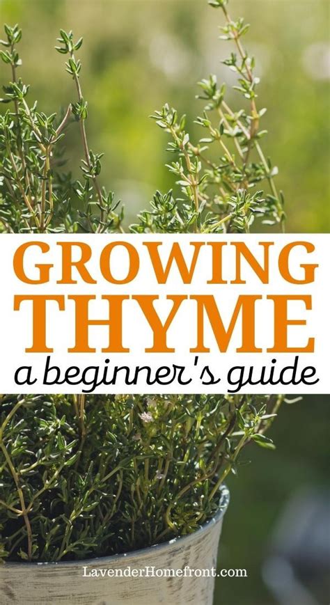 Growing and Harvesting Thyme | Growing thyme, Harvesting thyme, Growing ...