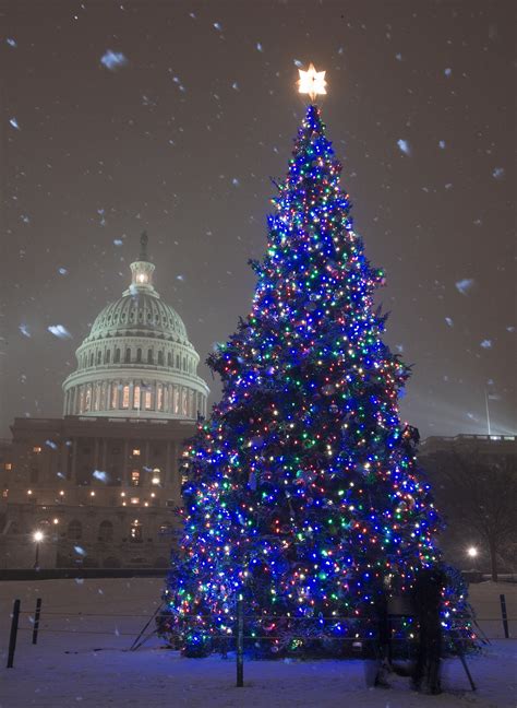 Capitol Hill Christmas Tree in Washington DC