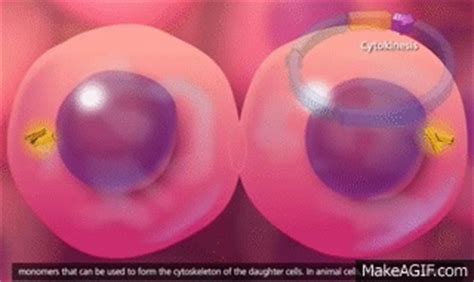 Cell Cycle and Mitosis [3D Animation] on Make a GIF