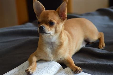 Fat Chihuahua: Reasons and Solutions - DuePet