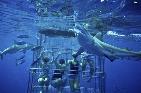 Shark Cage Diving KZN