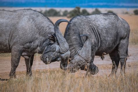 The African Buffalo. Discover Africa's Legendary Untamed Beast facts.