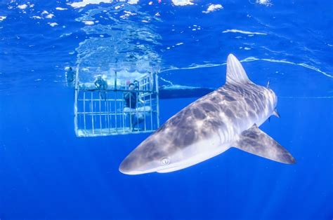 Shark Cage Diving in Oahu: 5 Best Tours + What to Expect