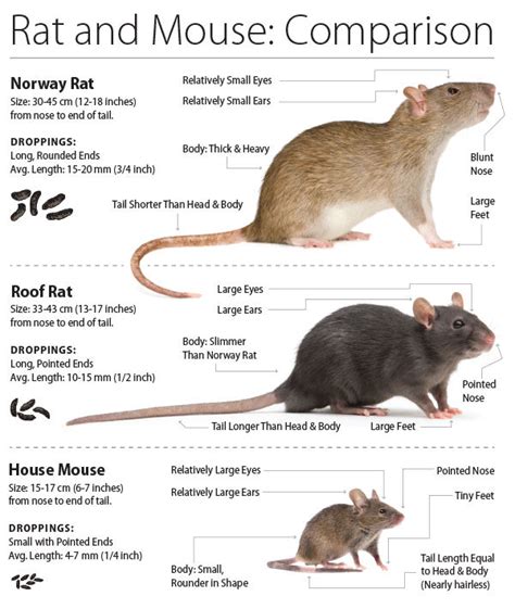 What Is The Difference Between Rats and Mice