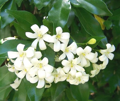 Murraya paniculata | Flowers and leaves of a cultivated spec… | Flickr