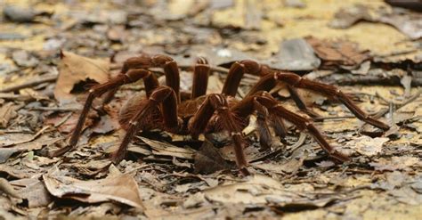 Meet the Absolute Largest Spider in History - A-Z Animals