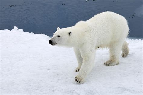 Polar Bear | San Diego Zoo Animals & Plants