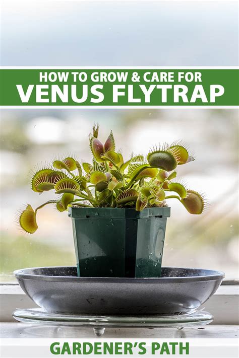 Venus Flytrap Rocket Farms, 48% OFF | www.elevate.in