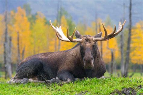 Alaska Wildlife Conservation Center – Girdwood (Alyeska), Alaska