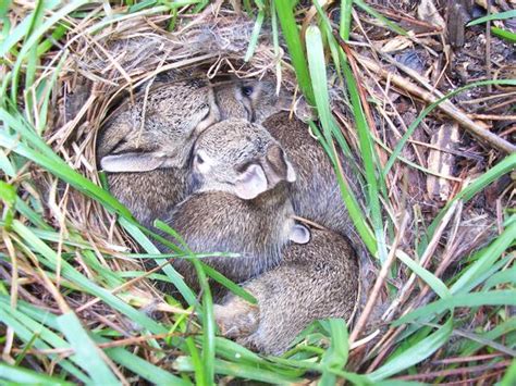 Cottontail Rabbit | NC State Extension Publications