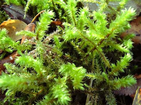 19 Types of Mosses For Your Garden | Trees.com