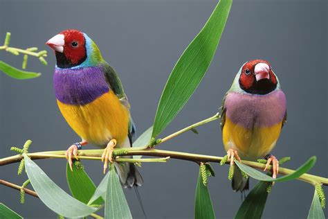 Gouldian Finch | San Diego Zoo Animals & Plants