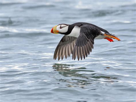 Can Puffins Fly? (Complete Guide) | Birdfact