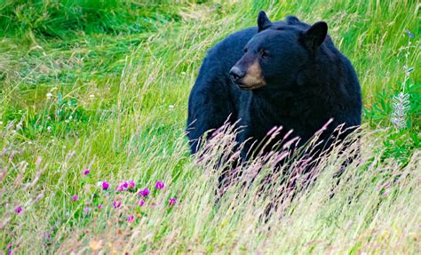 Wildlife Day Tour along the Turnagain Arm in Anchorage, Alaska