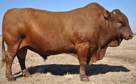 The Gorba Bonsmara Cattle breed, is another Sanga sub-species, from S ...