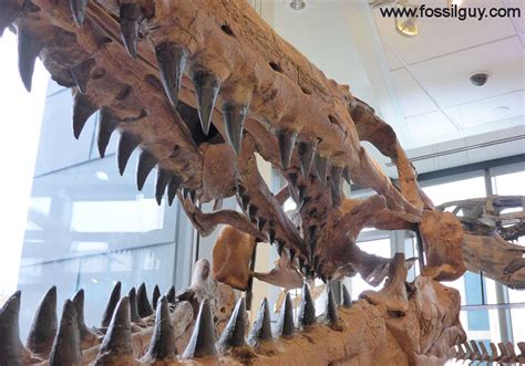 Fossilguy.com: Mosasaur Facts and Information - The Great Marine ...