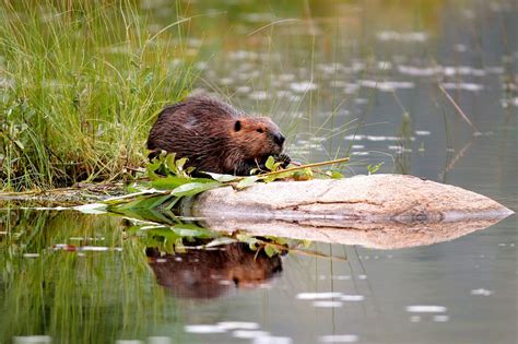 Canada’s 10 most iconic animals - WWF.CA