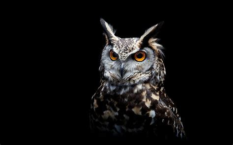 HD wallpaper: Owl Eyes | Wallpaper Flare