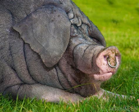 an elephant laying in the grass with its trunk on it's face and nose