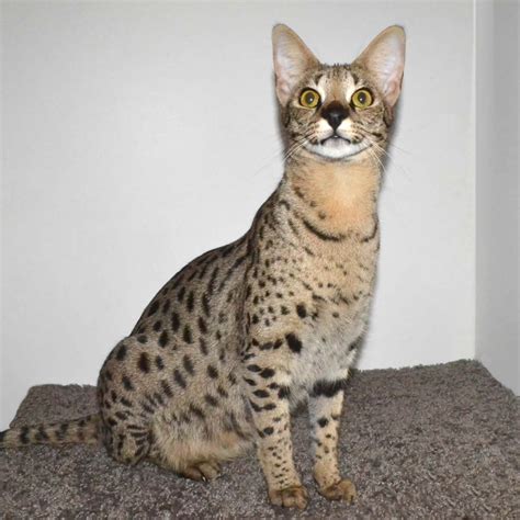 My F1 Savannah Cat Nadi Savannah Cat Price, Savannah Kittens For Sale ...