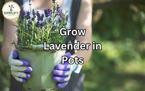 Grow LAVENDER in Pots Make Them Look AMAZING - Lavender Care - Simplify ...