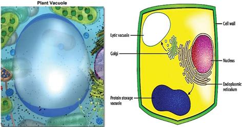 Vacuoles- Definition, Structure, Types, Functions and Diagram