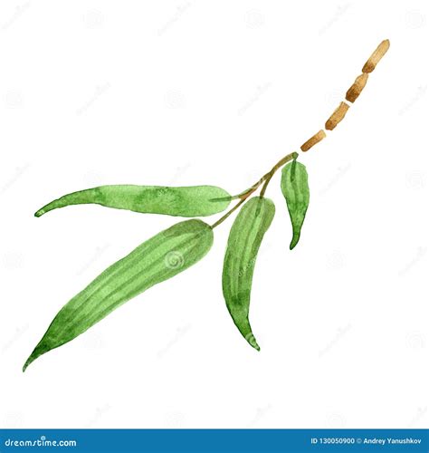 Bamboo Green Leaf. Leaf Plant Botanical Garden Floral Foliage. Isolated ...