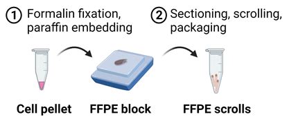 Formalin-Fixed Paraffin-Embedded (FFPE) Scrolls