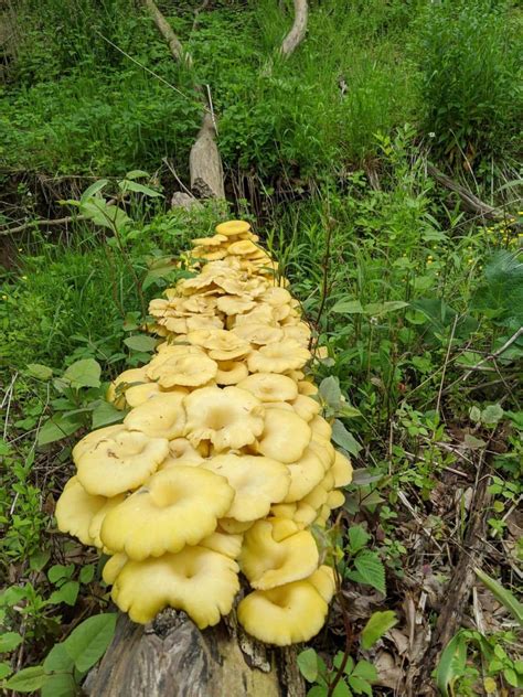 Oyster Mushrooms Identification