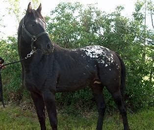 Black Snowflake Appaloosa Horse | Appaloosa horses, Pretty horses ...