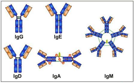 Different types of Immunoglobulins - IgG, IgA, IgM, IgD and IgE