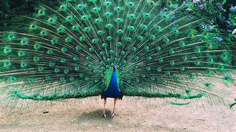 Extraordinary Collection of Over 999 Peacock Images in Full 4K Resolution