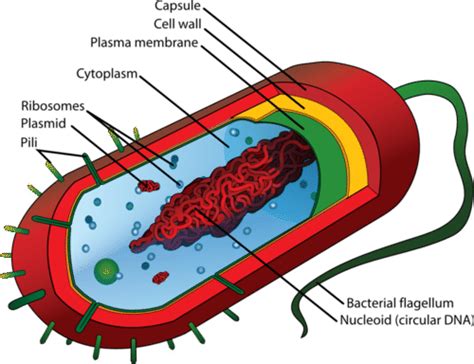 Cell Biology Prokaryotes And Eukaryotes Coloring Worksheet - Coloring Walls