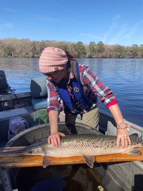 New River, Who Dis? Snook Habitat Expansion in the Nature Coast - UF ...