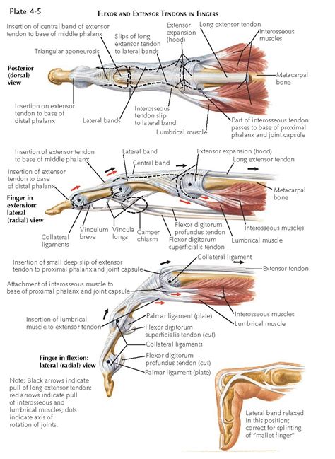 Common Flexor Tendon Anatomy | The Best Porn Website