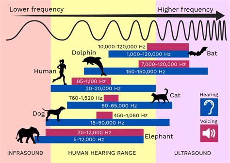 Hearing and Voicing Ranges - Labster