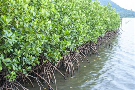 Mangrove Trees Care: How To Grow Mangrove Trees Indoors