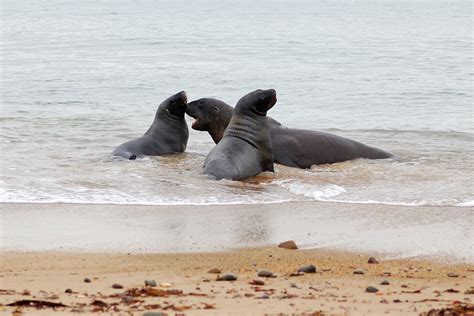 Sea Lions Breeding Season in New Zealand 2024-2025 - Rove.me