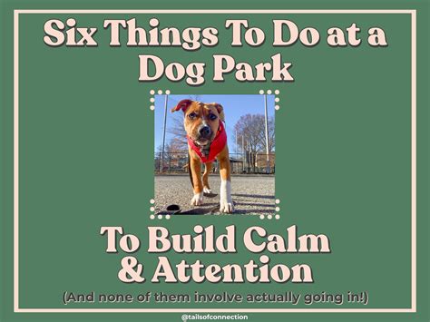 How to Use the Dog Park to Train Your Dog — Tails of Connection - How ...