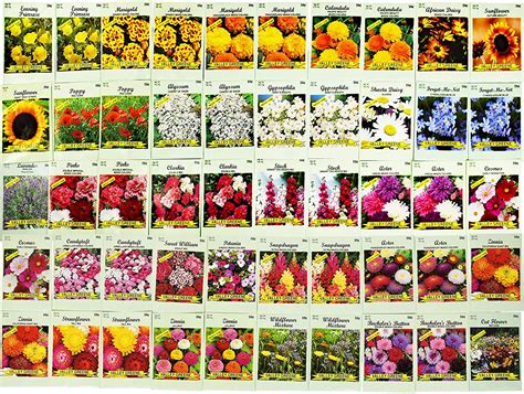 Set of 50 Assorted Flower Seed Packets! Flower Seeds in Bulk - 20 ...