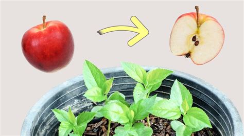 How to Grow An Apple Tree From Seed (Easy Tutorial)