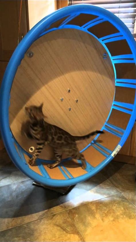 diy cat exercise wheel – cat exercise wheel craigslist – Lifecoach