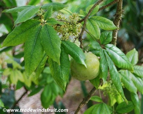 White Sapote - Casimiroa edulis