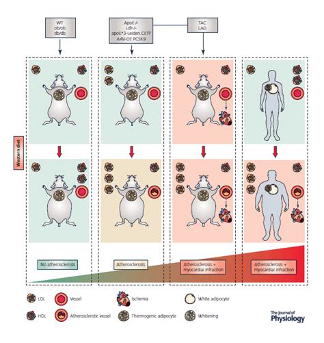 Mouse models for studying cardiovascular disease and obesity | Download ...